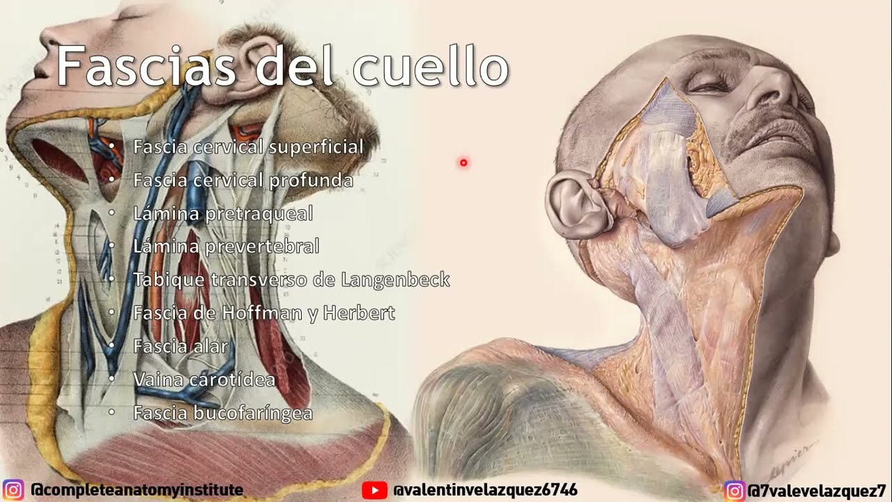 FASCIAS DEL CUELLO (Tabique de Langenbeck, tabique de Sebileau, fascia alar, vaina carotídea)