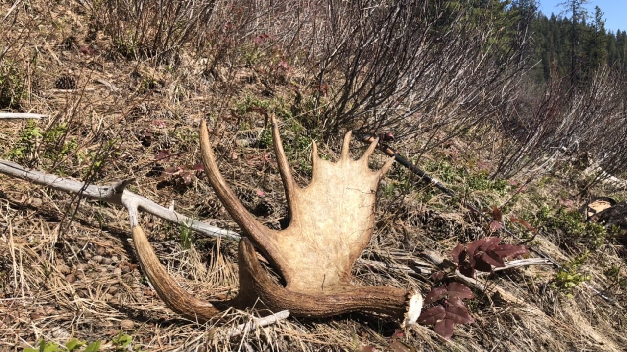 Finding Idaho Moose Sheds