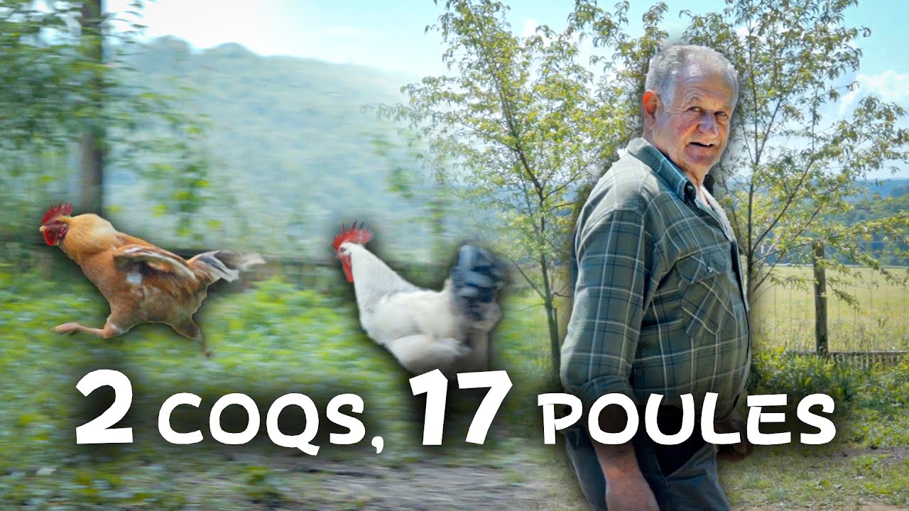 Deux COQS pour une basse-cour !