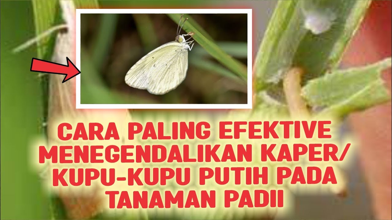 CARA PALING EFEKTIVE MENGENDALIKAN KAPER/KUPU KUPU PUTIH PADA TANAMAN PADI