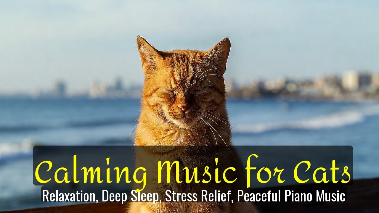 LIVE Cozy Kitten Sleep Video for Anxiety Relief 🌙 | Season 71