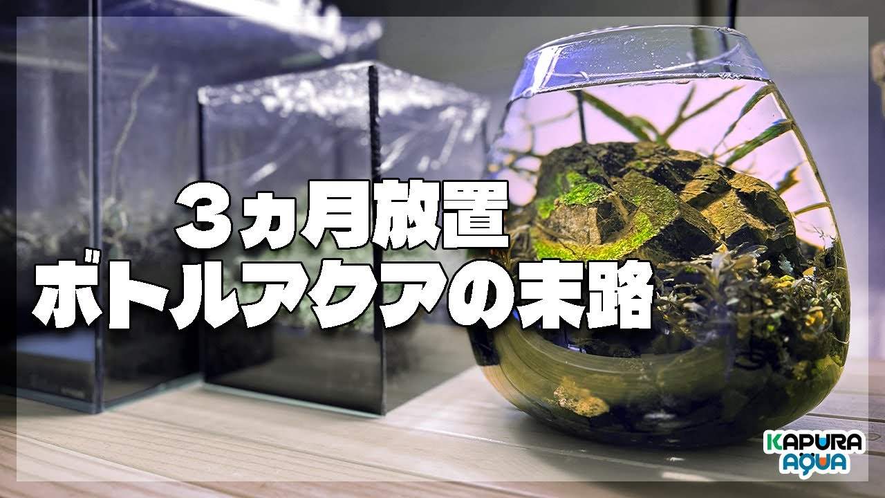 アクアリウム ３ヵ月放置して楽をした結果...【ボトルアクア・立ち上げ・管理方法】