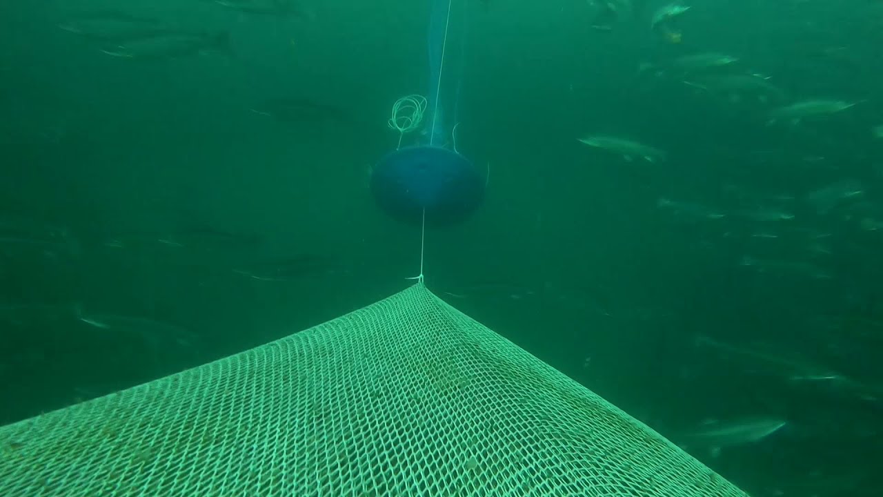 🇨🇱👉💯🧞‍♂️🤿KIRBY MORGAN MK48 - BUCEO - SALMONERAS - CHILE - Capitulo 1