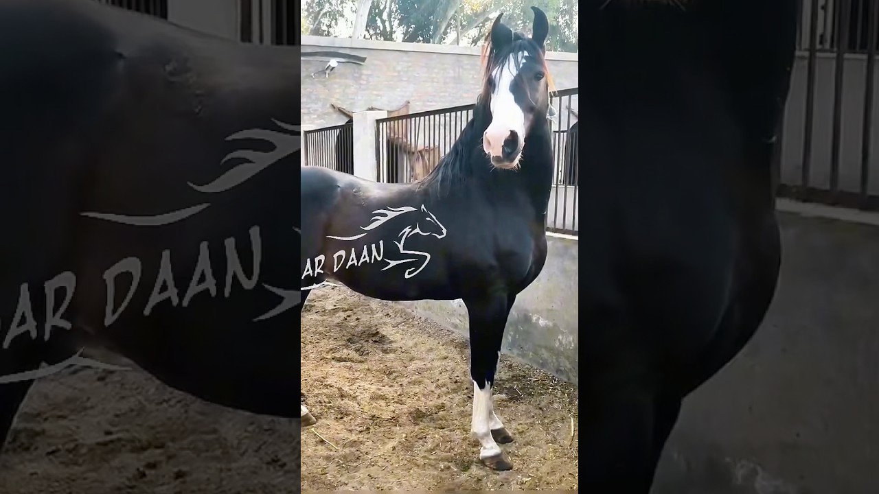 Top stallion of Pakistan owner Malik Haji Farooq Ahmad Bandial #horse #viralvideo #shorts