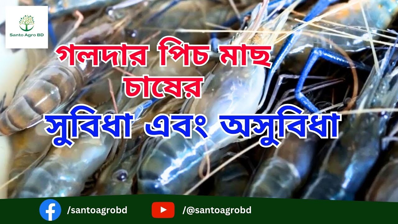গলদা চিংড়ির পিস চাষ। গলদা চিংড়ি চাষে সমস্যা ও সম্ভাবনা। Galda Chingri Fish Farming
