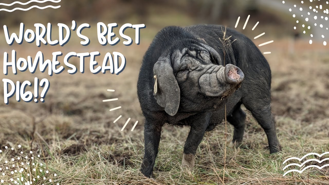 Meishan Pig: The Prolific Marvel Making a Comeback!