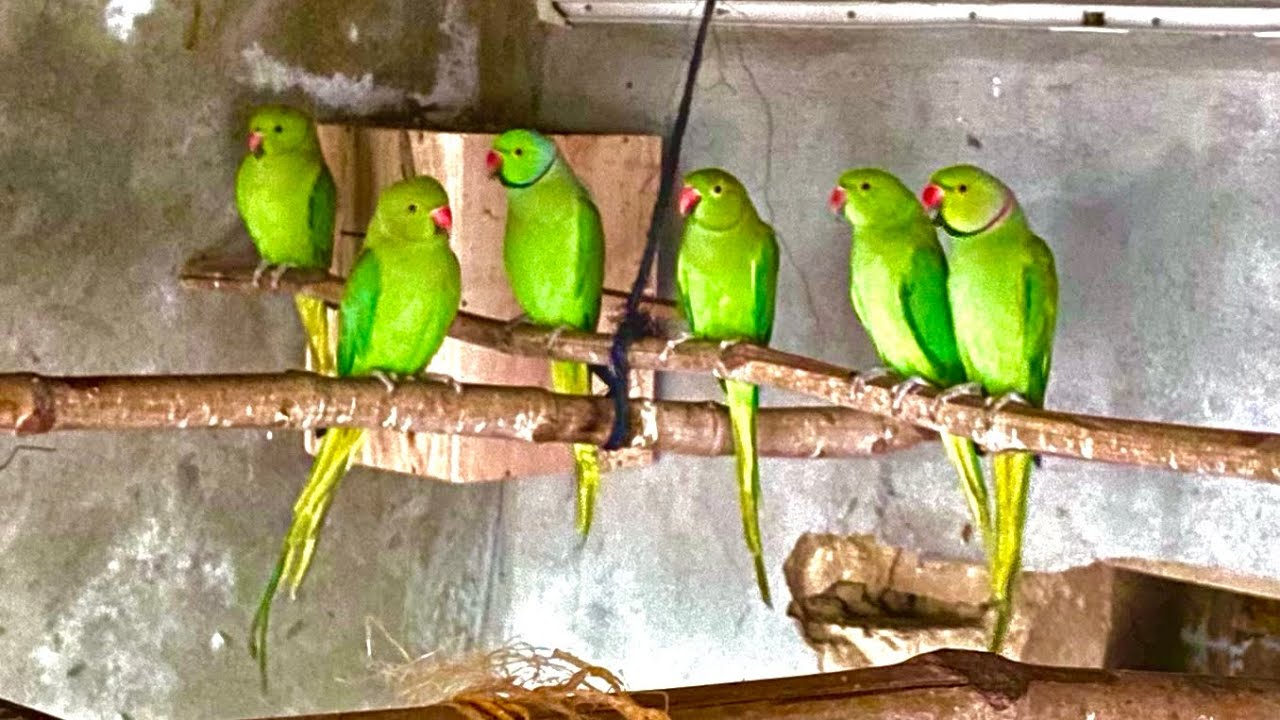 Bard’s parrot 🦜 viral long video parrot 🦜 faram long video 