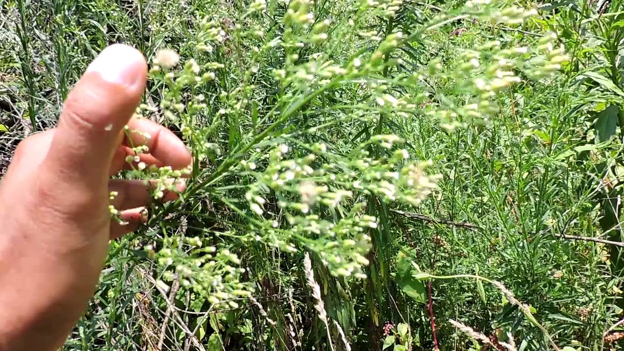 Capital Naturalist: Horseweed - Mares tail