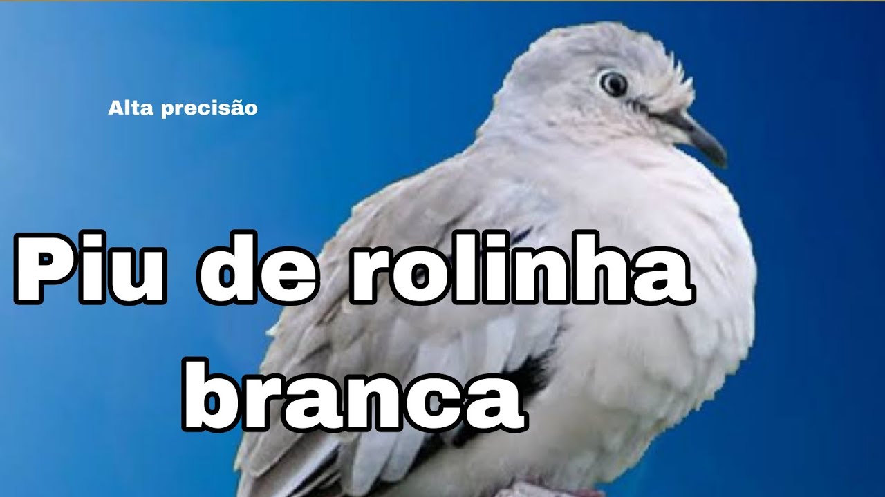 Canto de rolinha branca para atrair #piu de rolinha picui