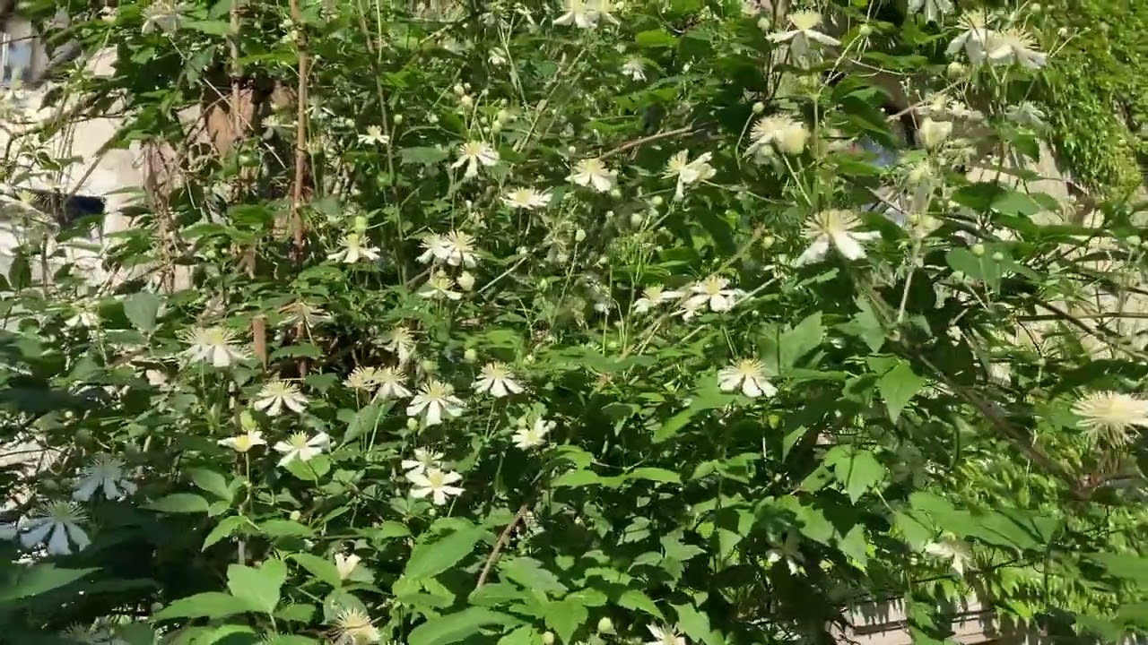 POWOJNIK botaniczny dla początkujących (Clematis vitalba).