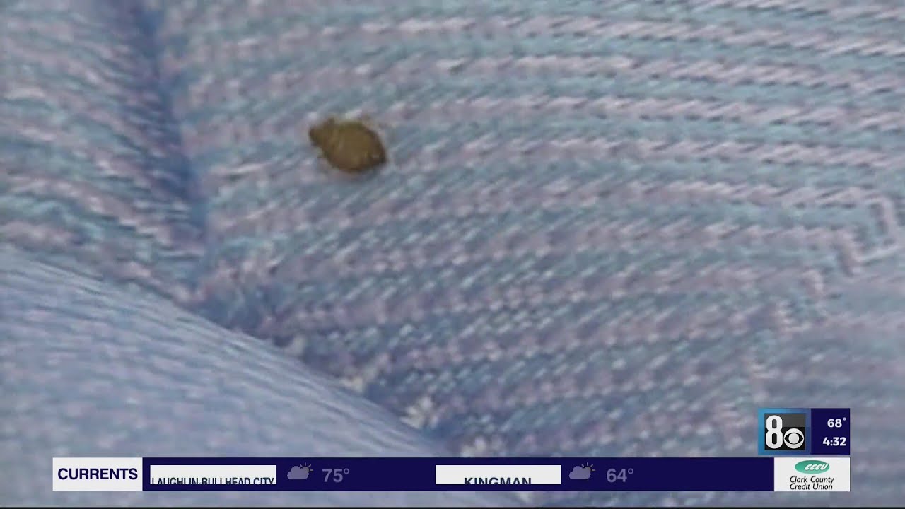 Bed bugs found at 4 Las Vegas Strip hotels in past 5 months