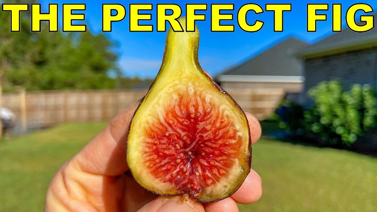 How To Pick A Perfectly Ripe Fig Every Time