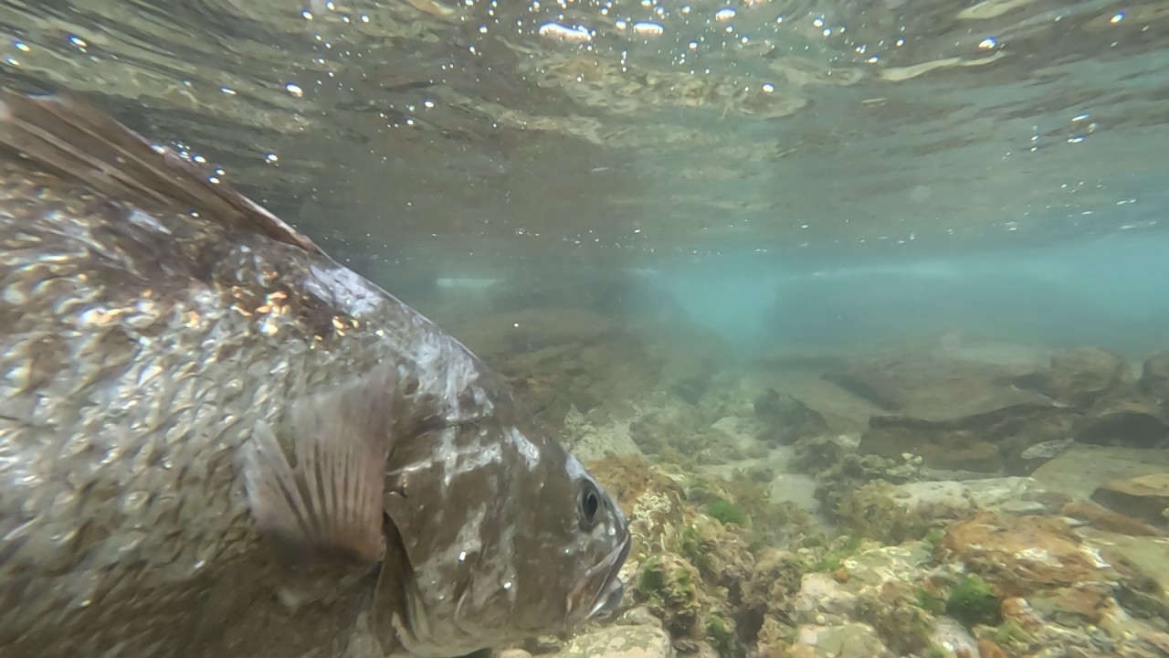 Quick Kob in Kei Mouth on Paddletail