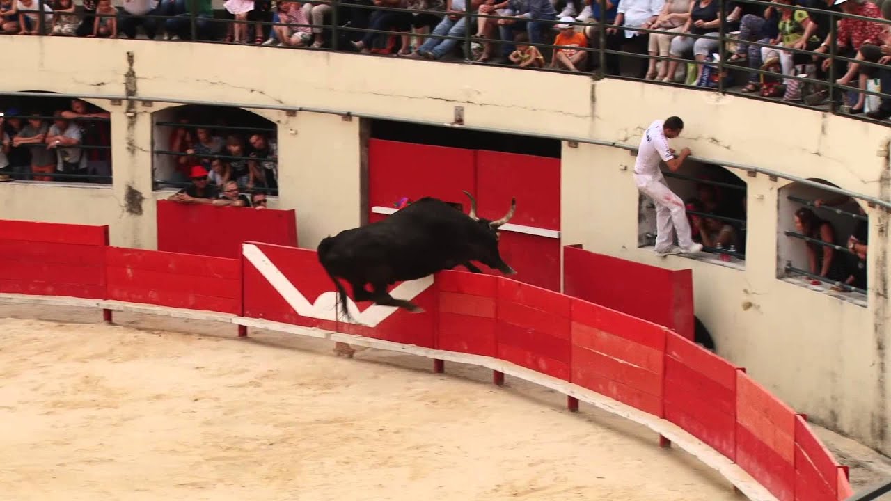 FERIA ALÈS 2015 : Course Camarguaise