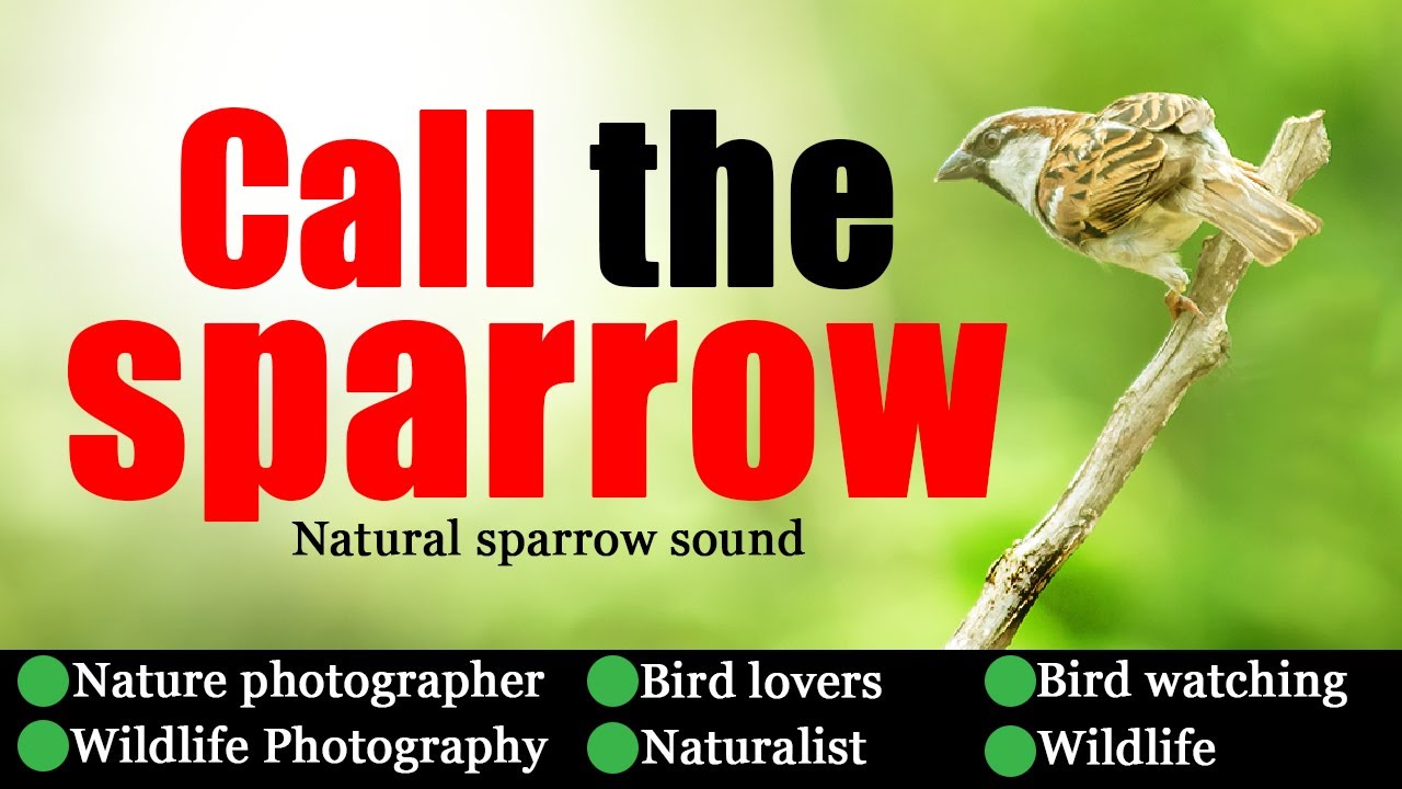 How to call the house sparrow or birds using mobile with natural sparrow sound