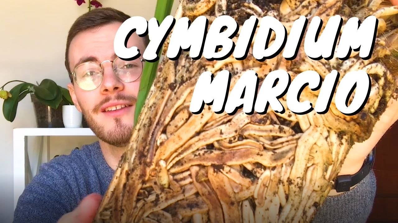 ORCHIDEA CYMBIDIUM MARCIA: Trattamento del marciume radicale per orchidee | come curare il cymbidium