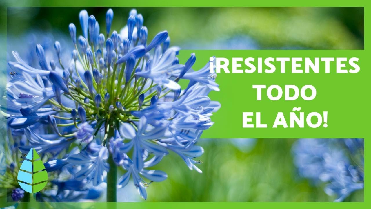 10 PLANTAS de EXTERIOR RESISTENTES al SOL y al FR&Iacute;O 🌼🌿