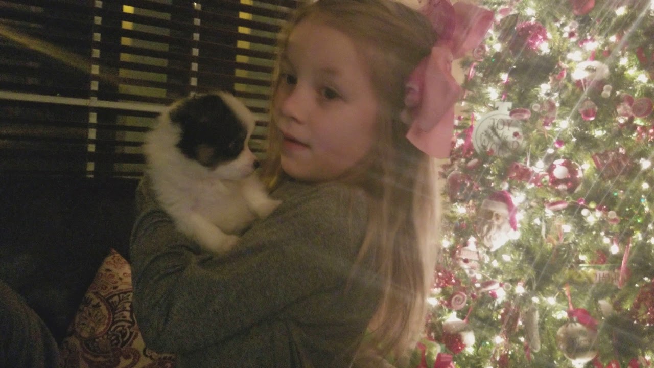 Best Christmas puppy surprise ever!