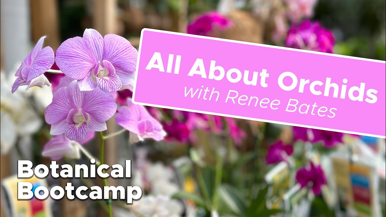All About Orchids | Botanical Bootcamp