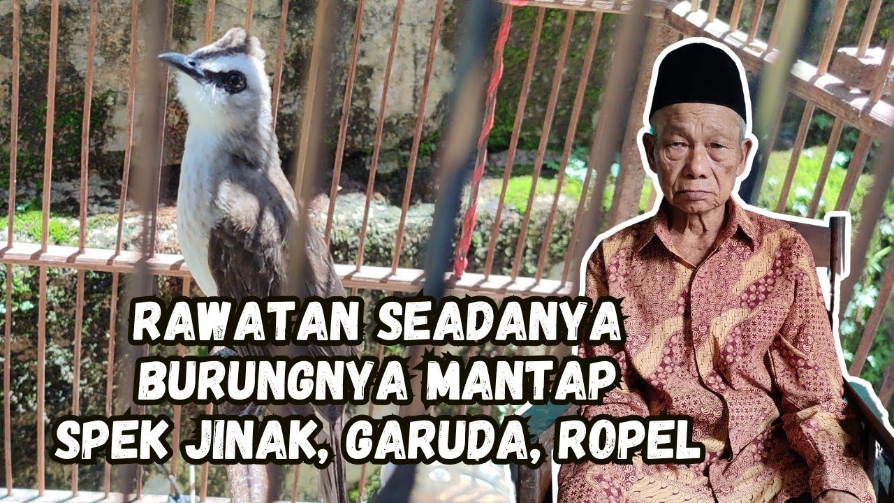 REVIEW BURUNG TRUCUKAN MILIK KAKEK BERUSIA 90 TAHUN, SANGKAR RUSAK TAPI BURUNGNYA SIP 💯