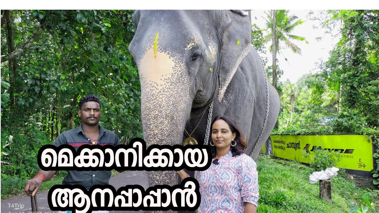ആനയെ തൊടീക്കാത്തത് ജാഡ കൊണ്ടാണോ? പാഞ്ചാലിയുടെ സ്വന്തം അജിത്ത് ❤️🐘 Thottekkad Panchali elephant