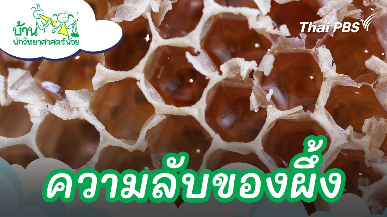 ความลับของผึ้ง | บ้านนักวิทยาศาสตร์น้อย