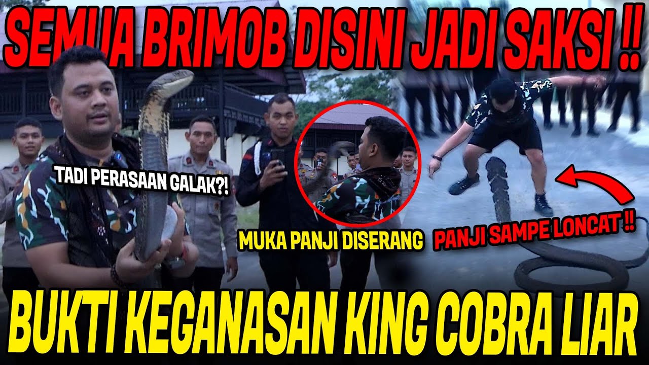 TAKLUKAN KING COBRA BESAR HASIL RESCUE BARENG BRIMOB SUKASARI