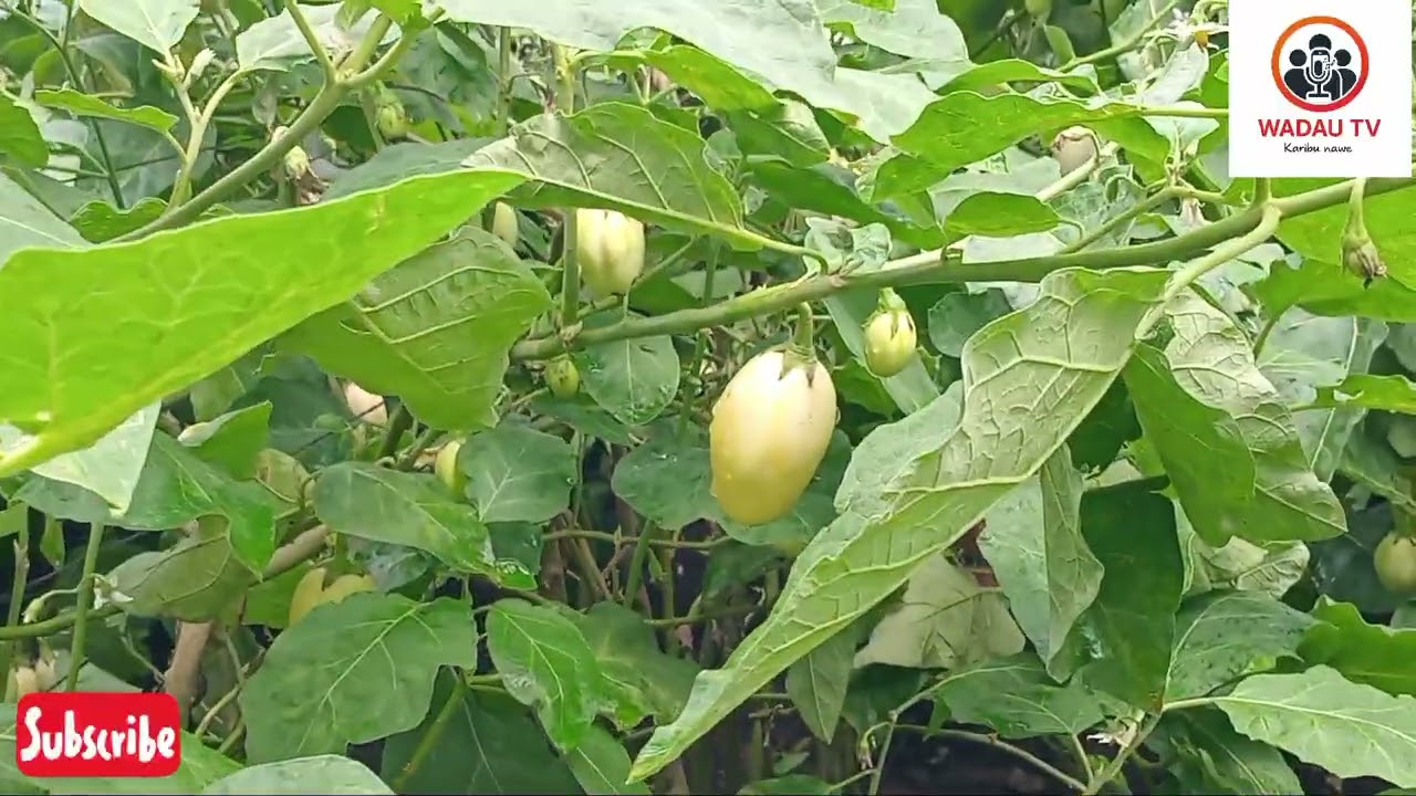 BEST AGRICULTURE PRACTISE YATOA FURSA KWA WAKULIMA KUJIFUNZA BURE MBINU ZA UKULIMA BORA...