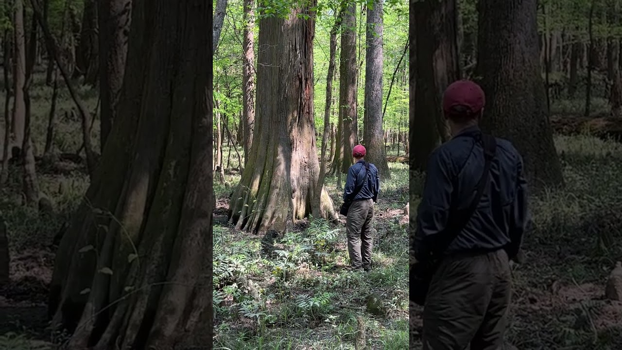 Congaree National Park - Large Bald Cypress Tree (4/5/2023)
