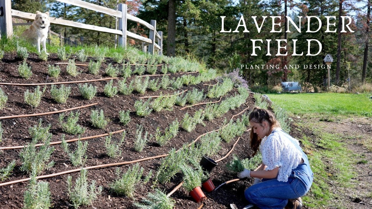 My Garden was DESTROYED so I Planted a Field of Lavender!