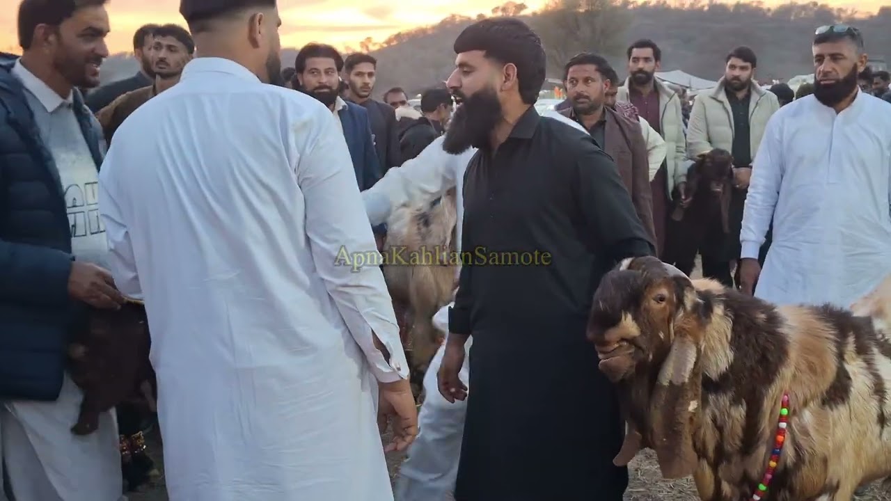 Part 2 Beatle Goats Exhibition At Sar Suba Shah King Shula Group Complete Introduction