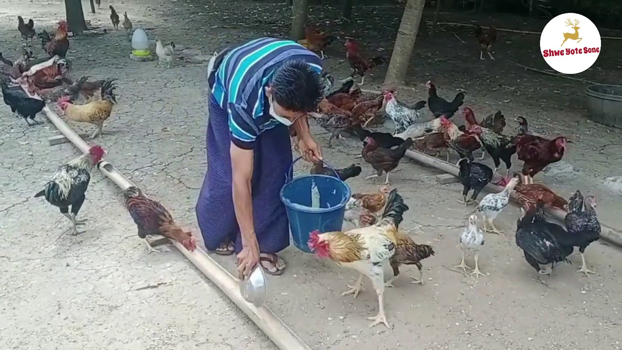 အိမ်ကြက်စီးပွားဖြစ် မွေးမြူရေးအကြောင်း