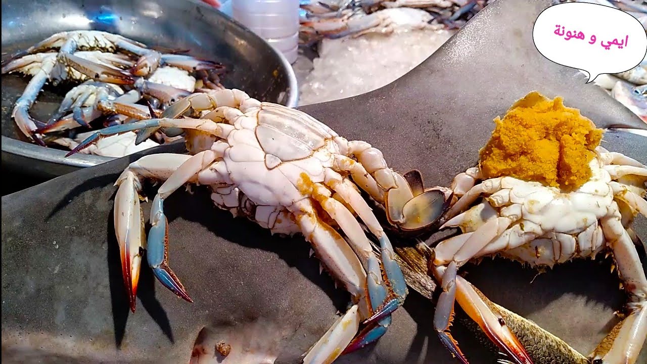 شوف ازاي تختار الكابوريا الطازجة 🦀 وازاي تعرف الدكر و النتايه المبطرخة والفاضية ،، تابعونا
