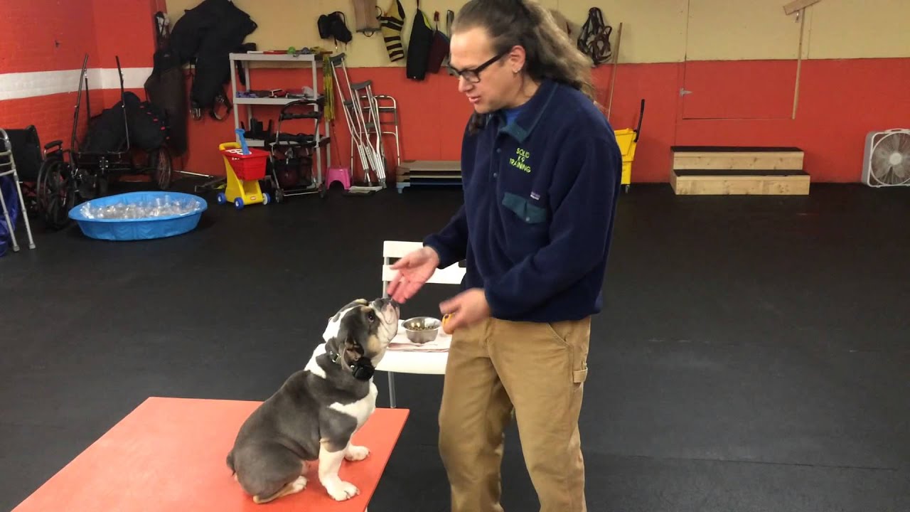 Remote Collar Bungee Clip from ECollar Technolgy Solid K9 Training