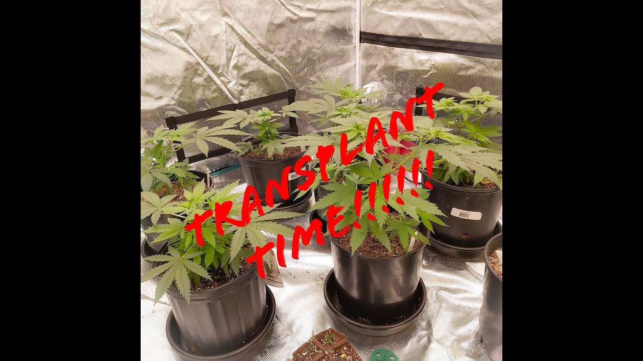 Cannabis Transplant Time!!!!!
