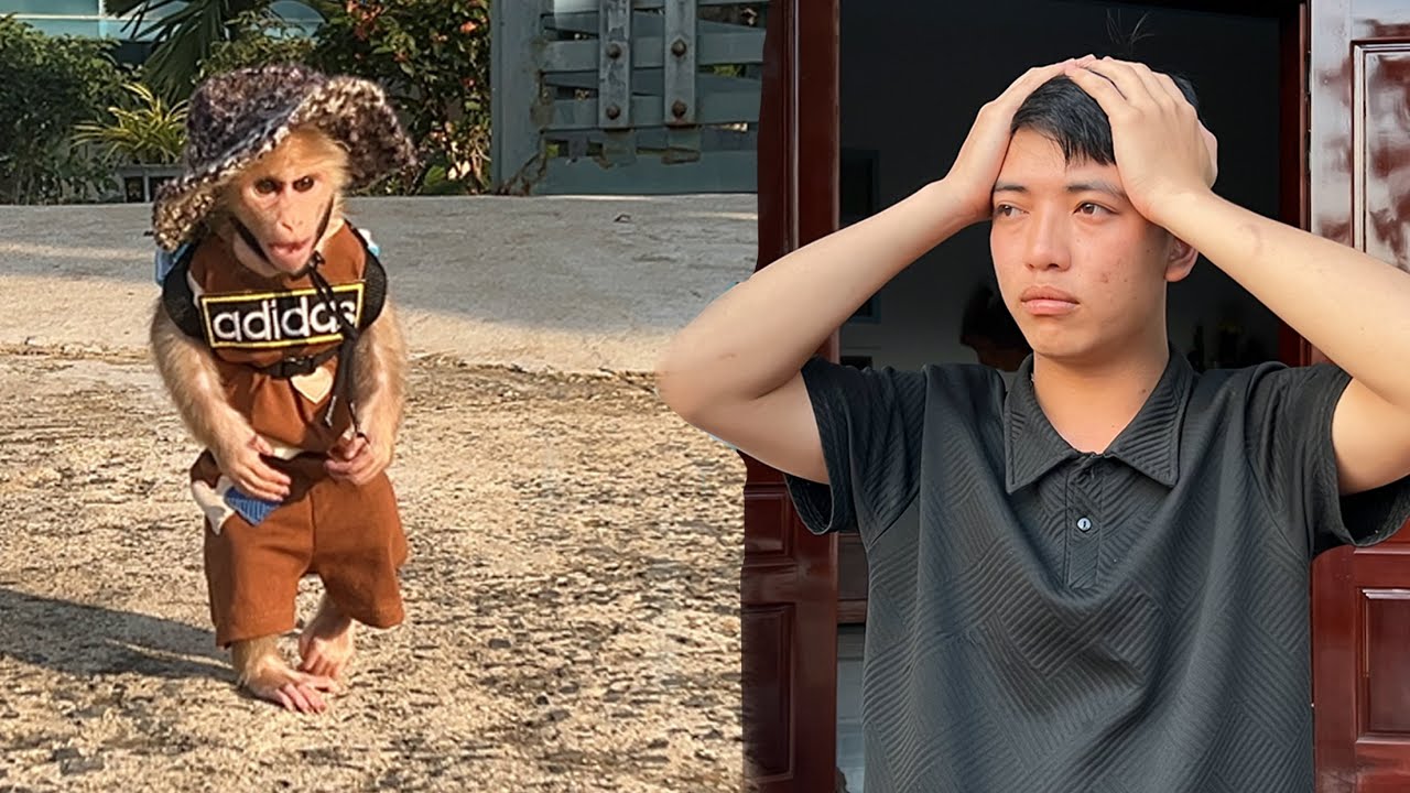 But the funny story of the daily life of monkey Luk and dad! Full compilation