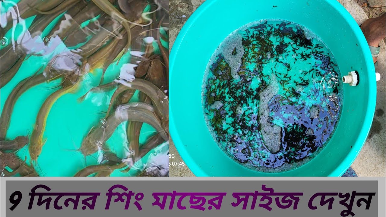 সব শিং মাছ গুলো বিক্রি হয়ে গেল! ৯ দিনের শিং মাছ গুলো পড়ে রইল