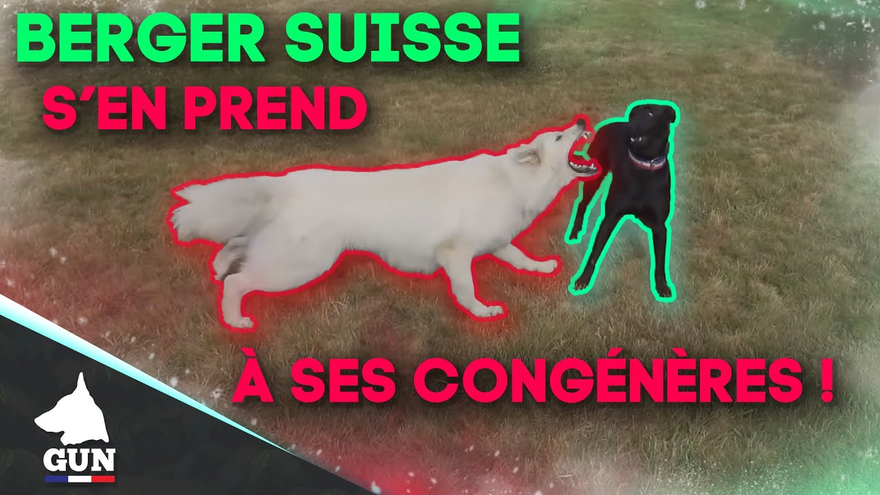 BERGER SUISSE S'EN PREND A SES CONGENERES