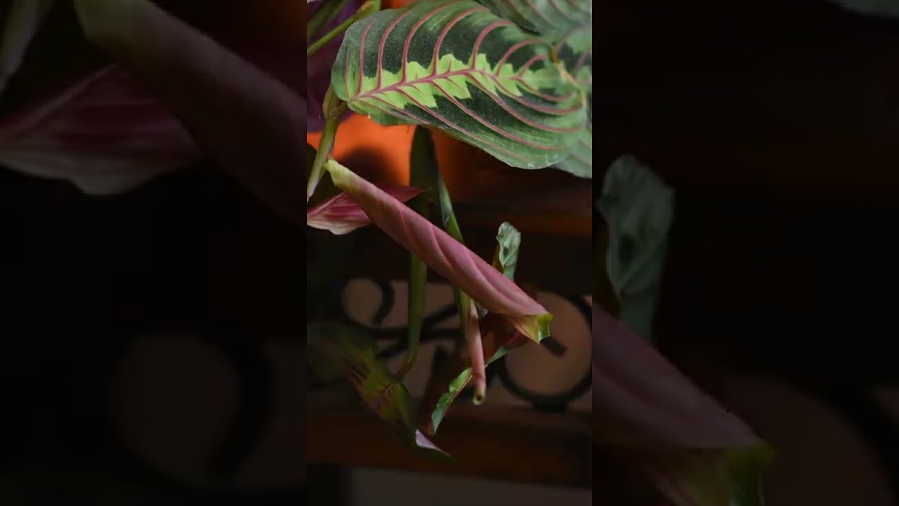 12 Hour Prayer Plant Timelapse - Maranta Leuconeura Leaf Unfurling #shorts