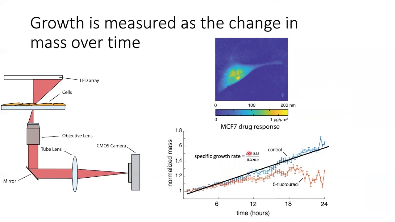 Measurement of Cancer Cell Drug Response with Quantitative Phase Imaging