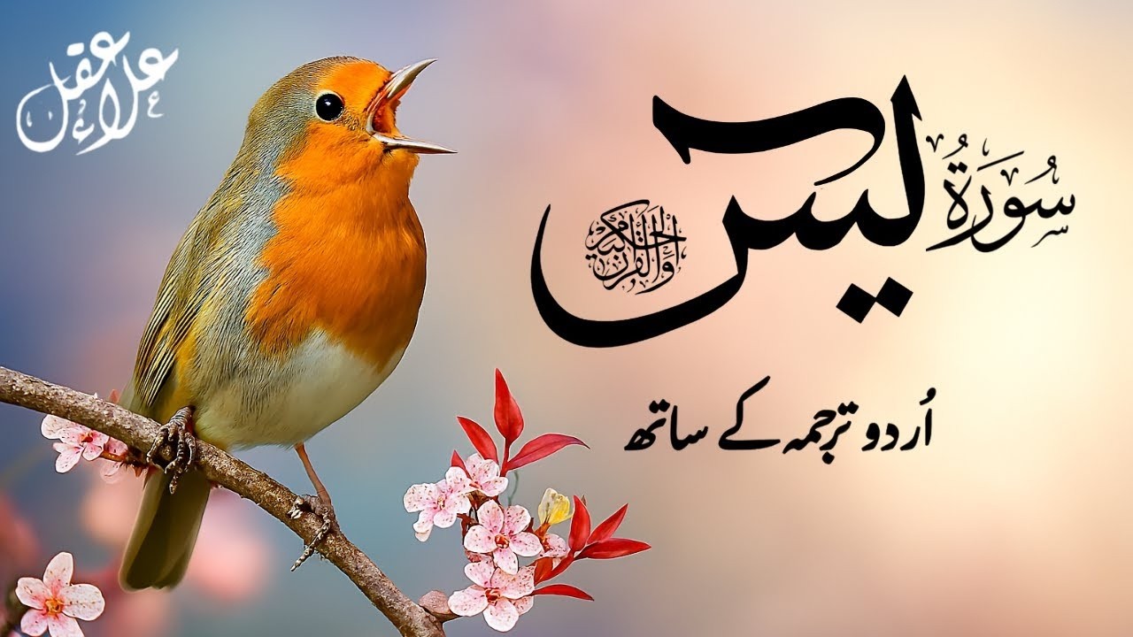 The Best Surah Yaseen ( Yasin ) With Urdu Translation | Infinite Holy Quran | EP091