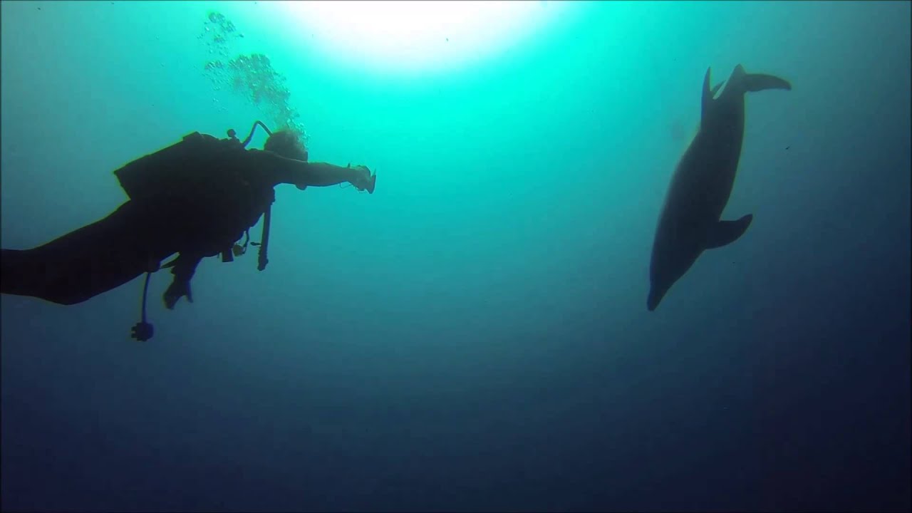 kalymnos amazing dolphins
