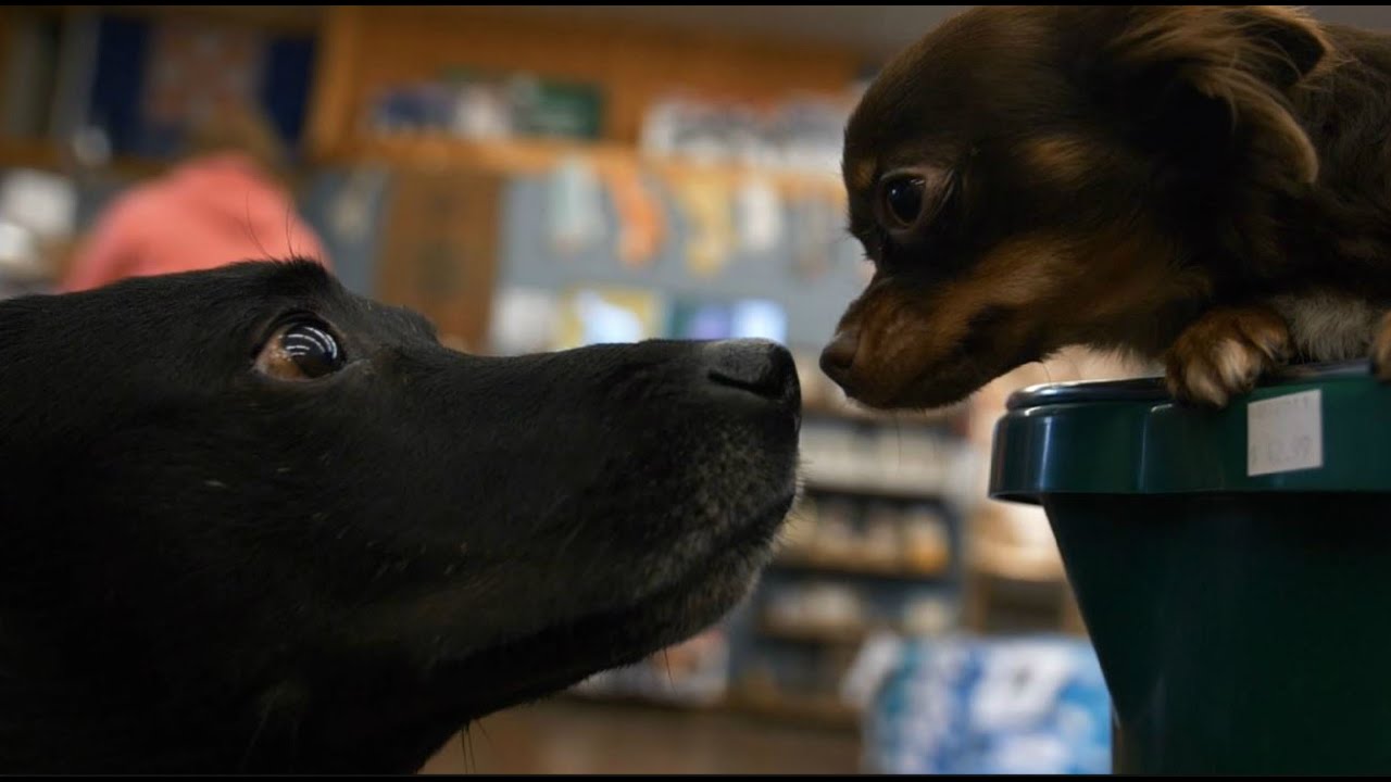 Christmas Sales Event! | Champion Feed and Pet Supply