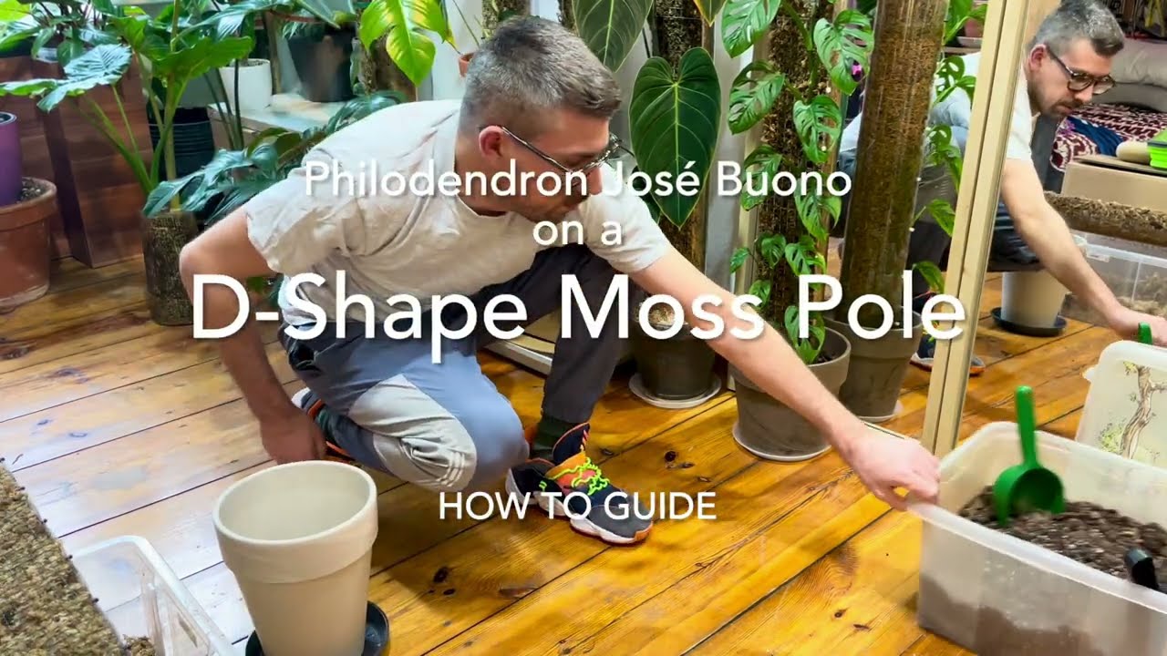 How to plant a big philodendron José Buono on a YAMBA D-Shape Pole guide