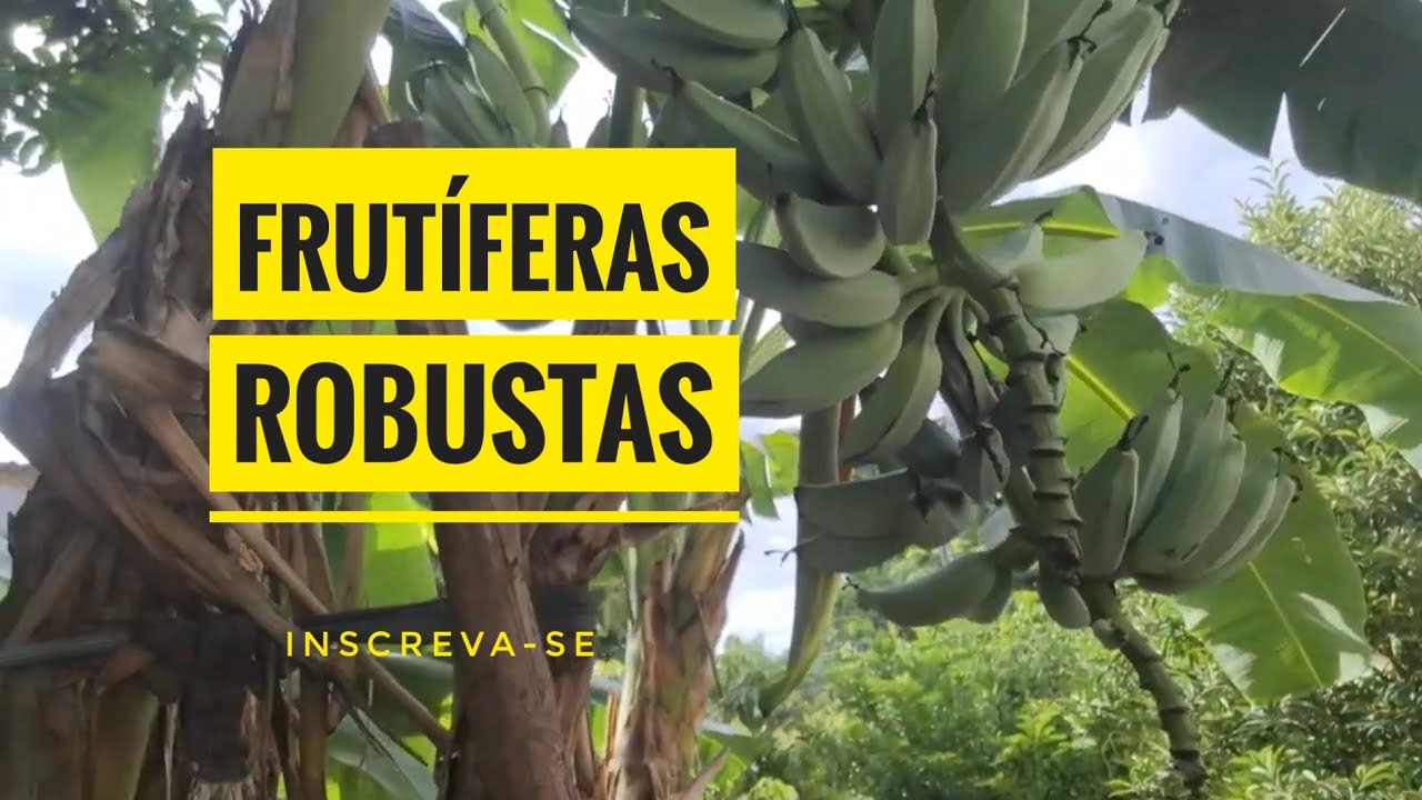 Nossas Bananeiras Estão Frutificando Lindamente 🍌🌿 Benção no Plantel!