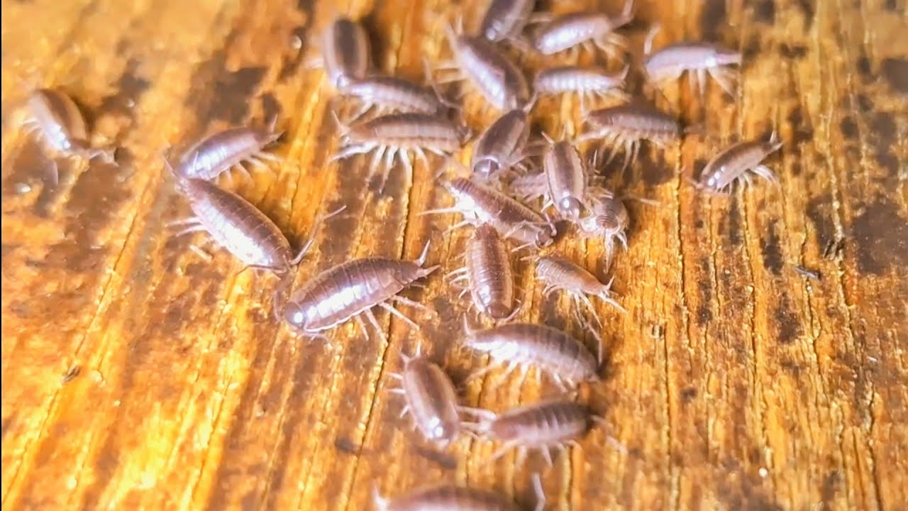 🏡Building a Mud House & Now This… Wood Lice!! Again!! 😭 | Offgridlife 🇰🇪