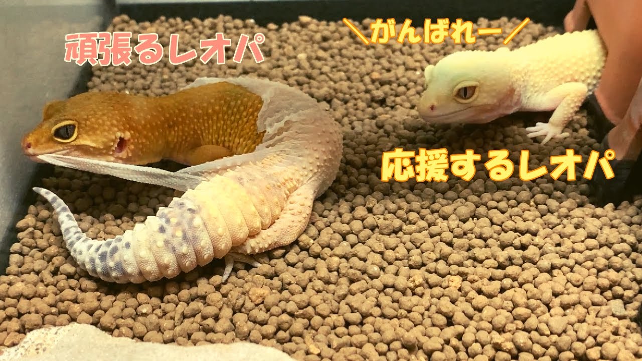 脱皮を頑張るレオパと応援するレオパ♪