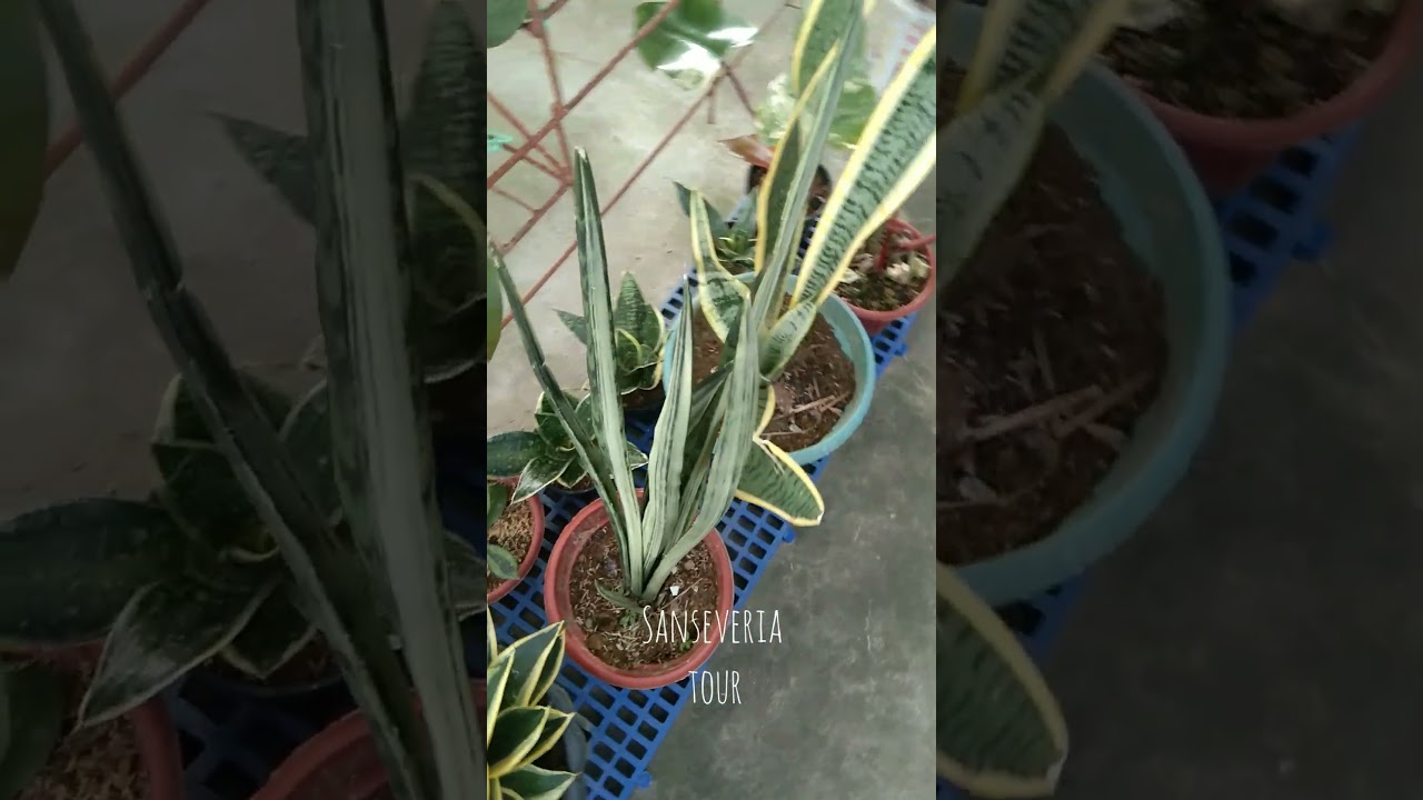 Who loves sanseveria? Here's my collection. 💚🌿#snakeplant #sanseveria #planthobby #iloveplants