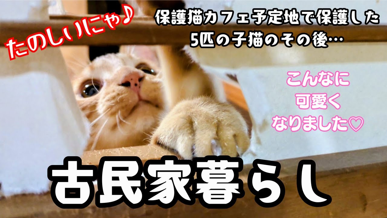 こんなに可愛くなっちゃって…！イタズラ三昧。猫カフェ予定地の古民家で保護した5匹の子猫のその後…