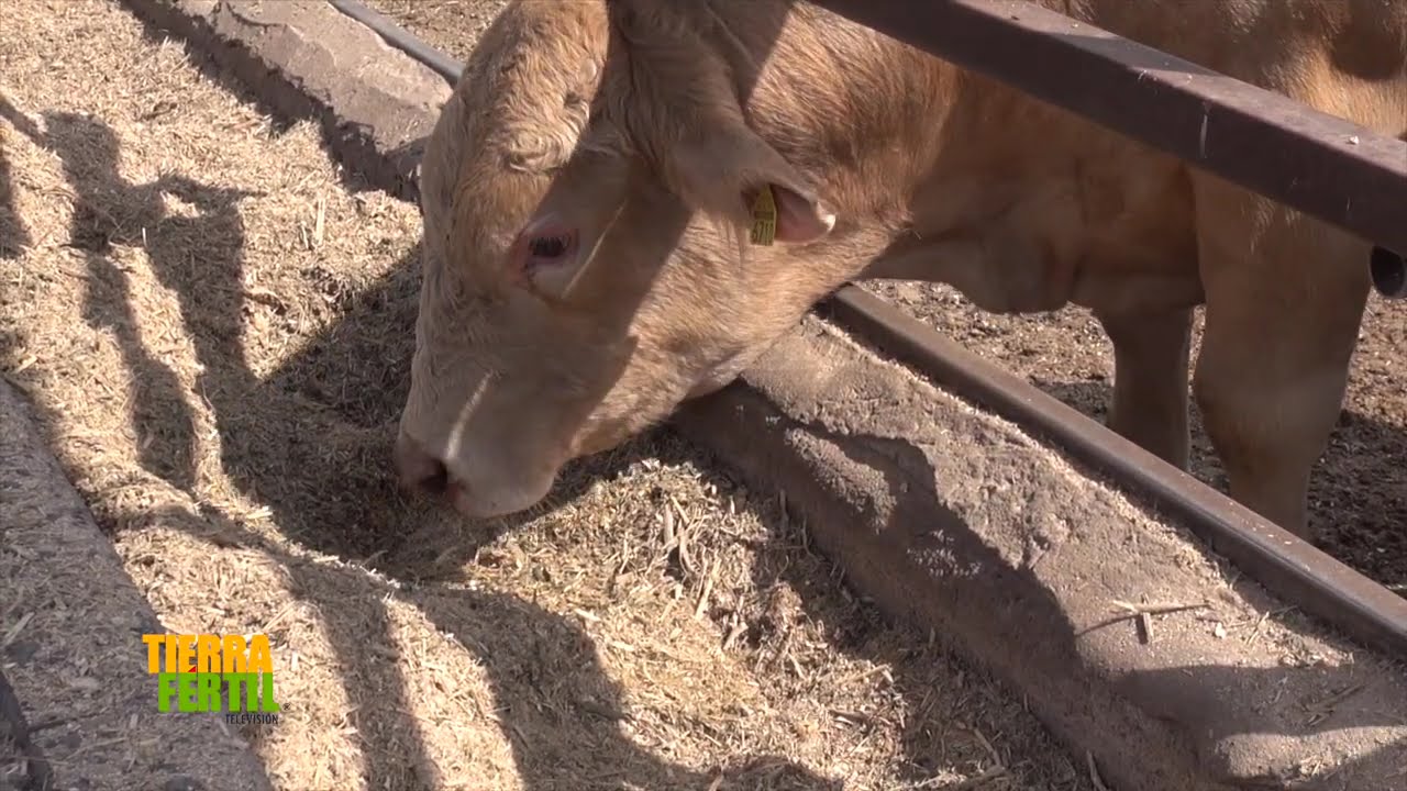TIERRA FÉRTIL TV-Súper SORGO PRIMUS convertido a Carne (09.05.20)
